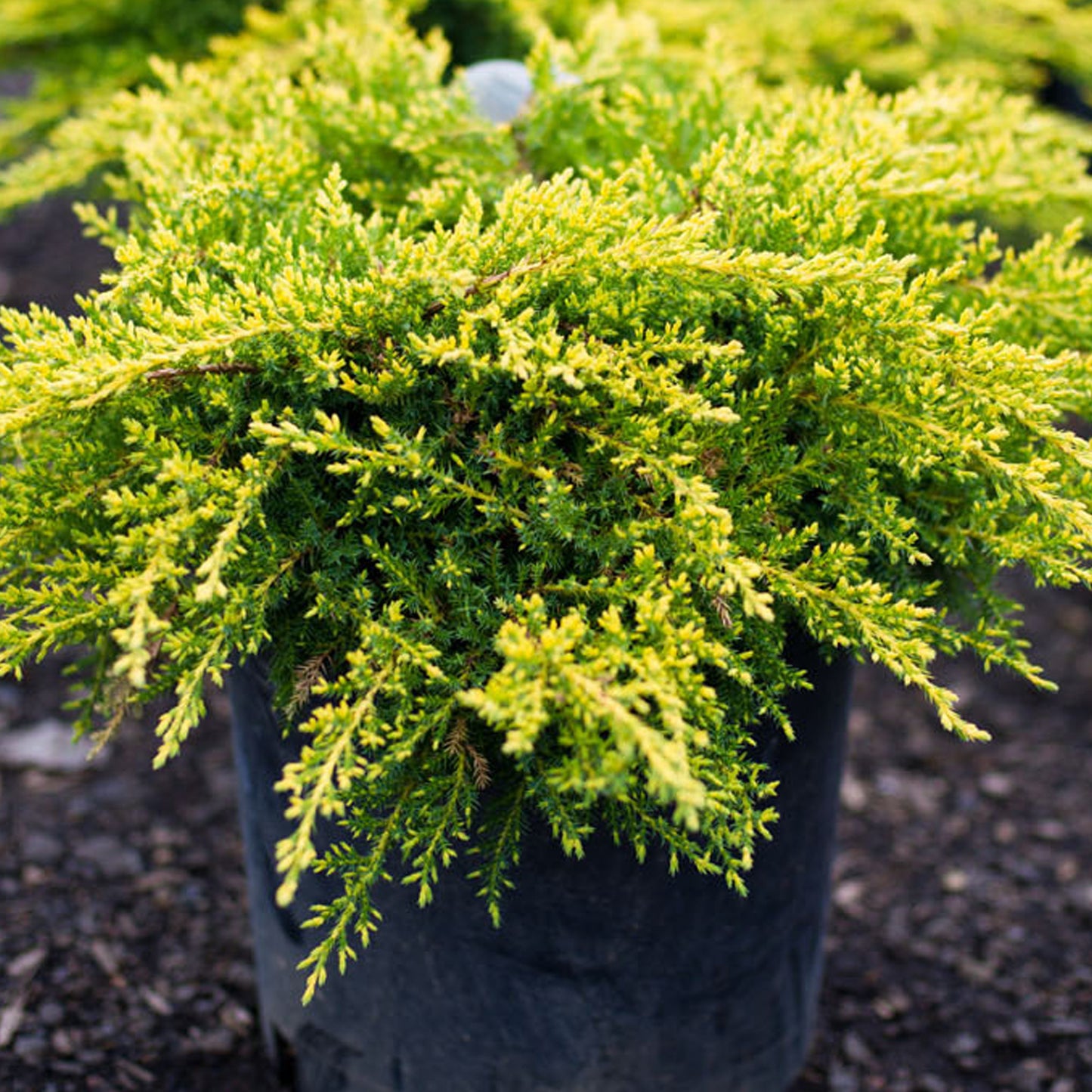 Juniperus Gold Coast