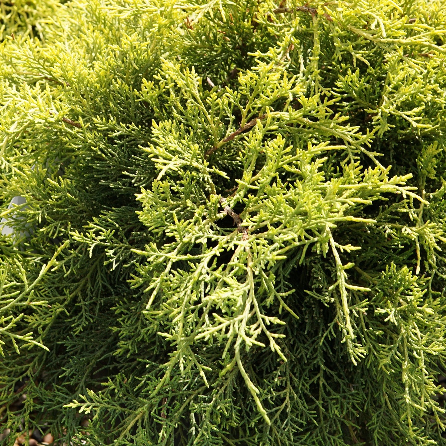 Juniperus Gold Coast