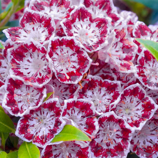 Kalmia Jans Delight