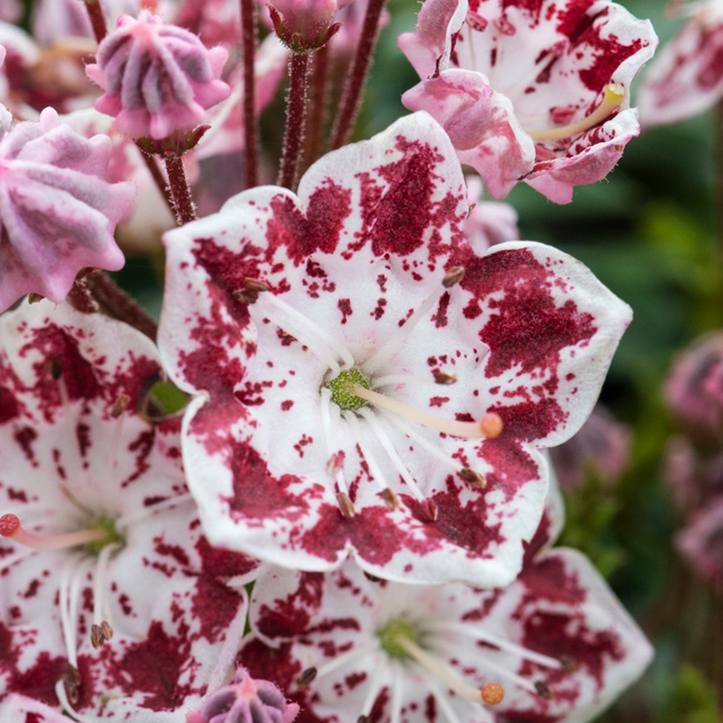 Kalmia Minuet