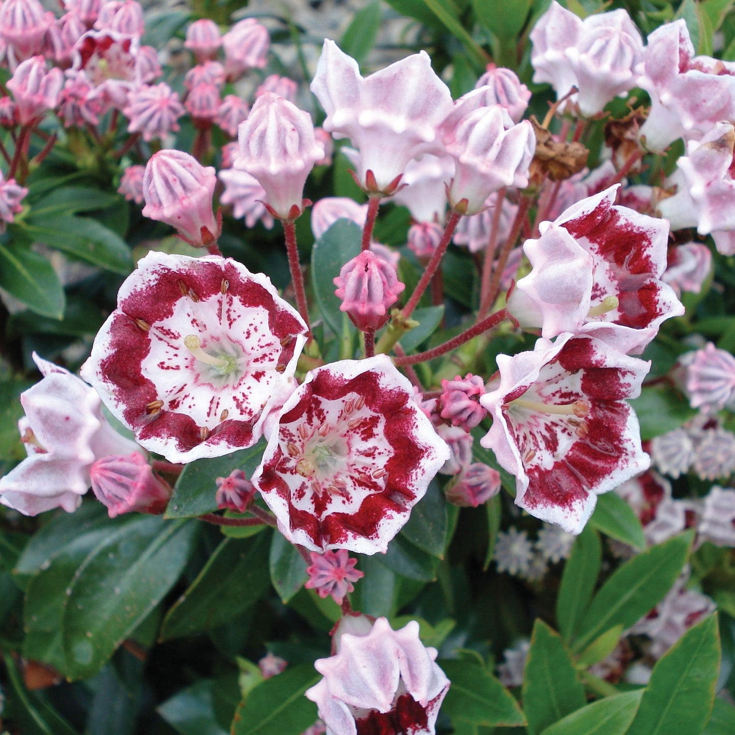 Kalmia Minuet