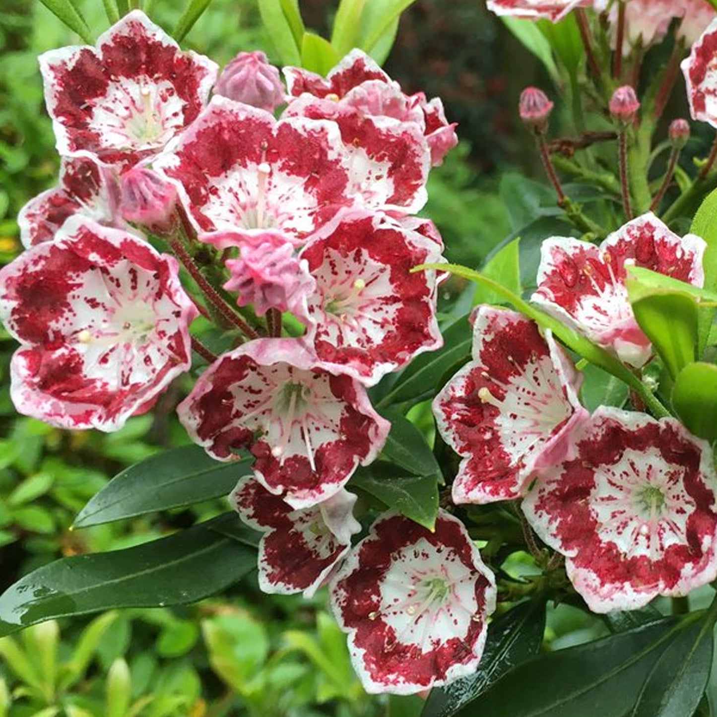 Kalmia Minuet