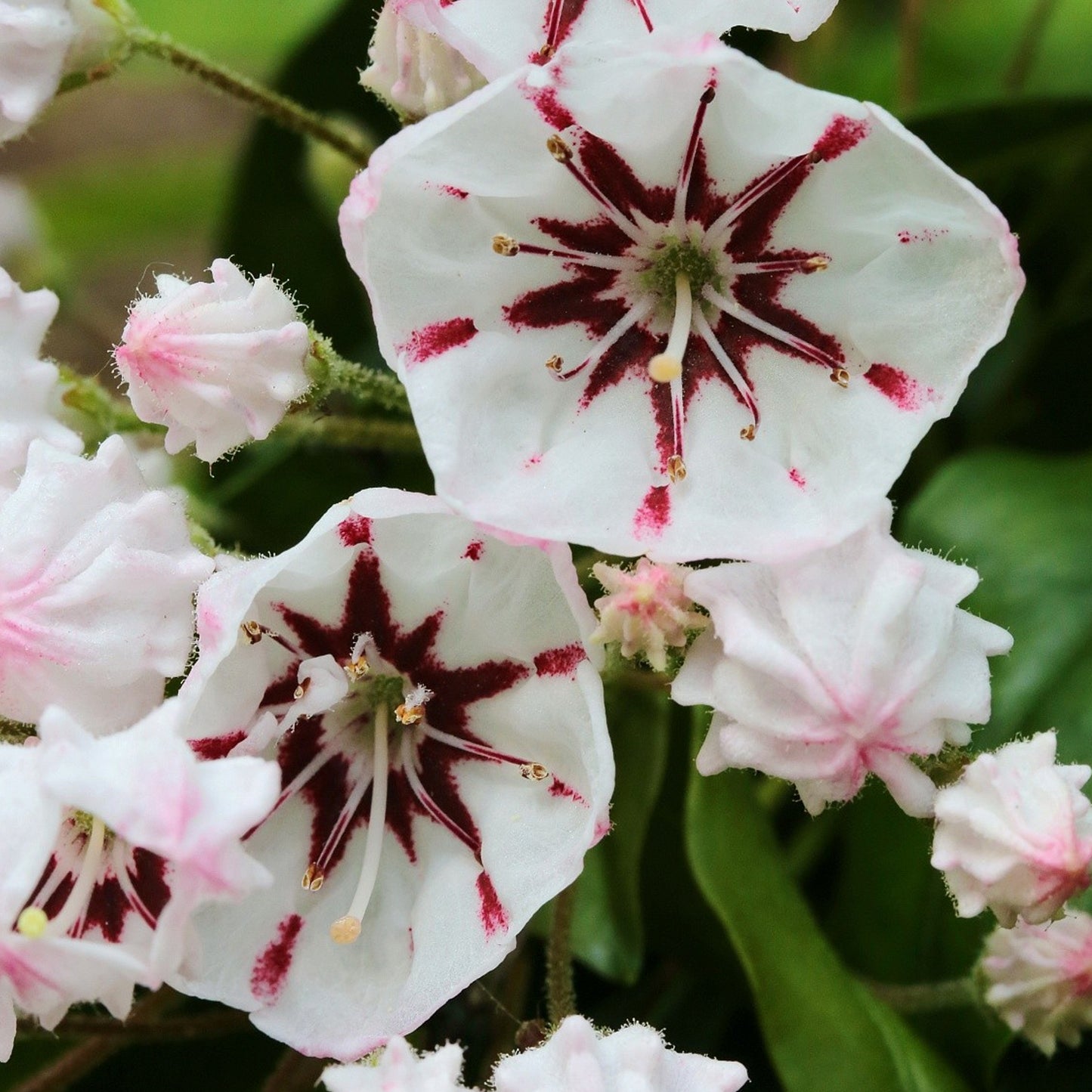 Kalmia Bumblebee