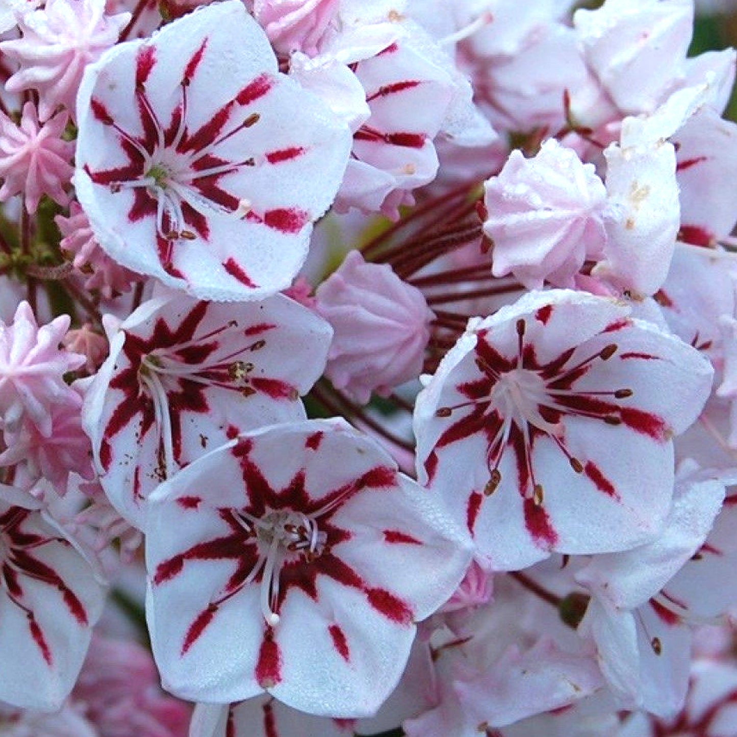 Kalmia Bumblebee