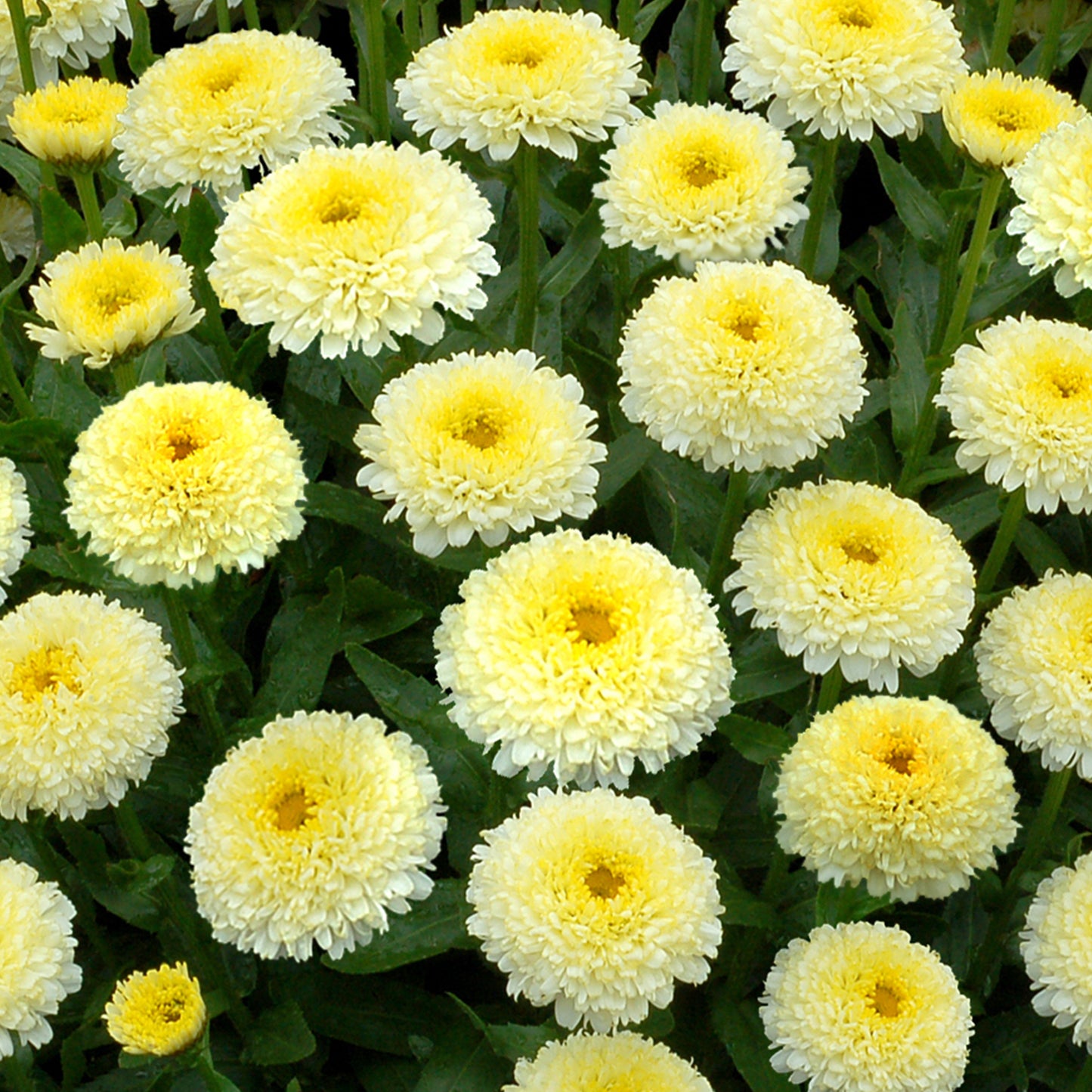 Leucanthemum Luna