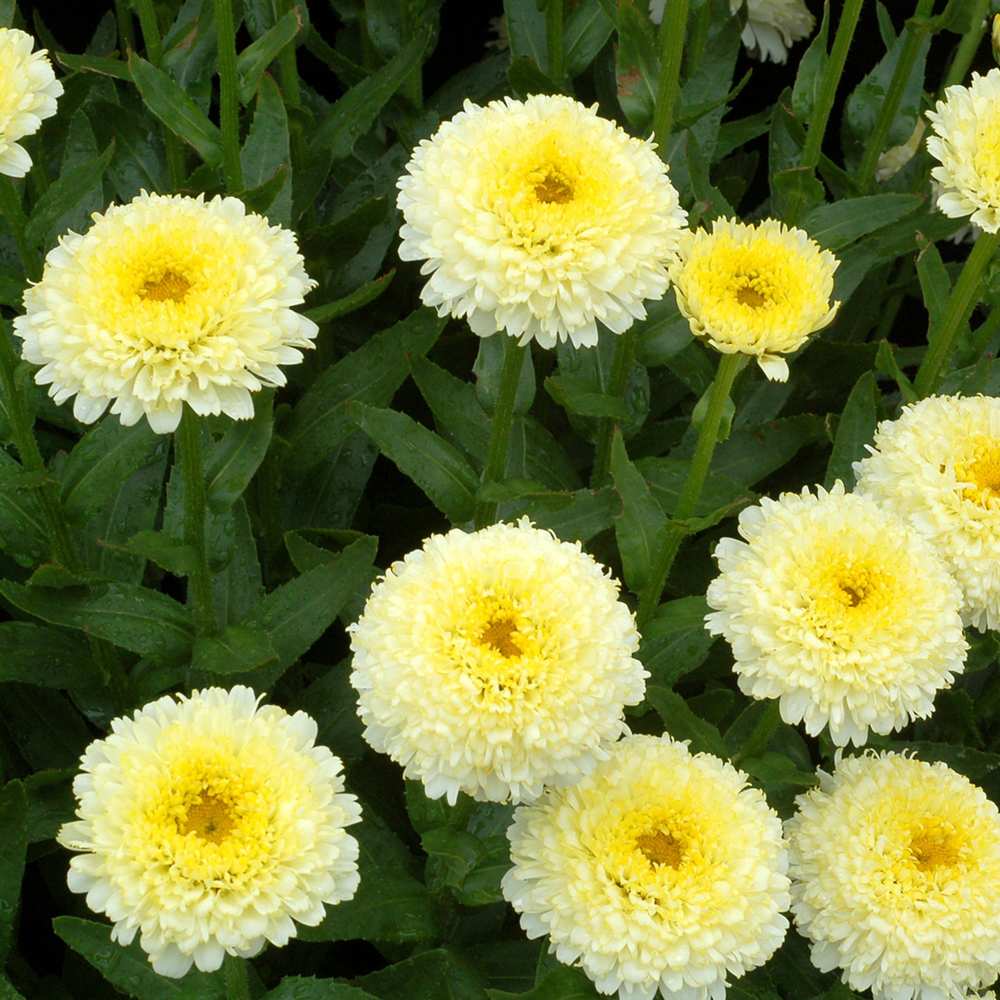 Leucanthemum Luna