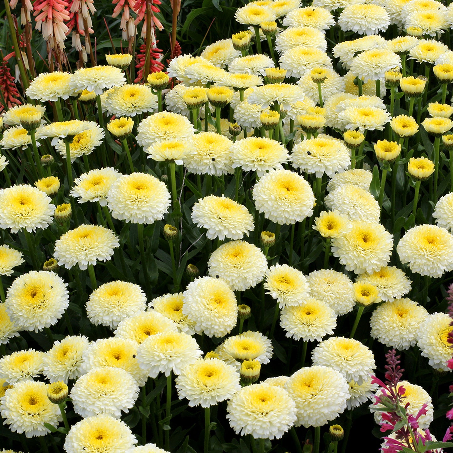 Leucanthemum Luna