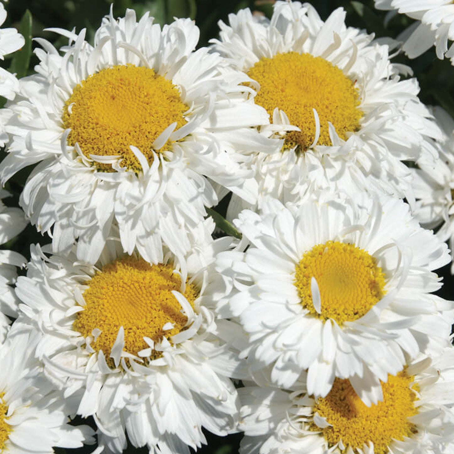 Leucanthemum Freak