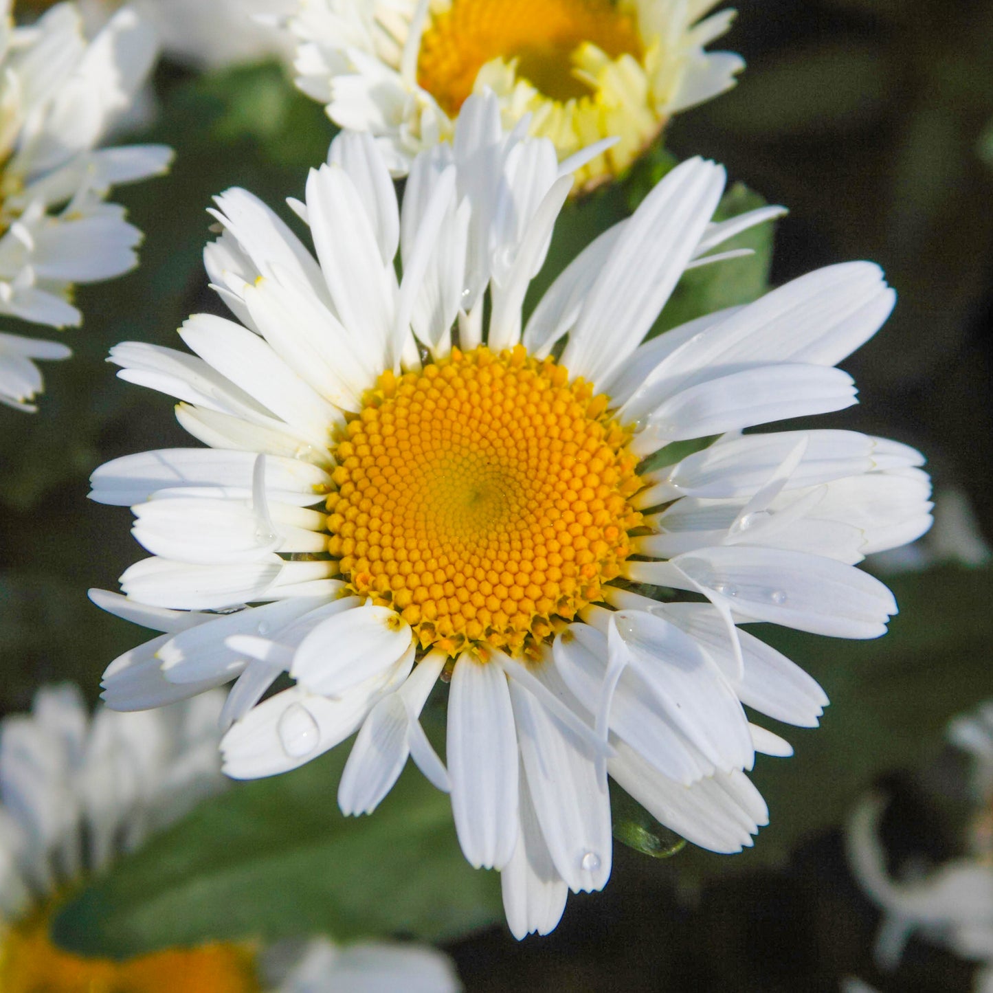 Leucanthemum Freak