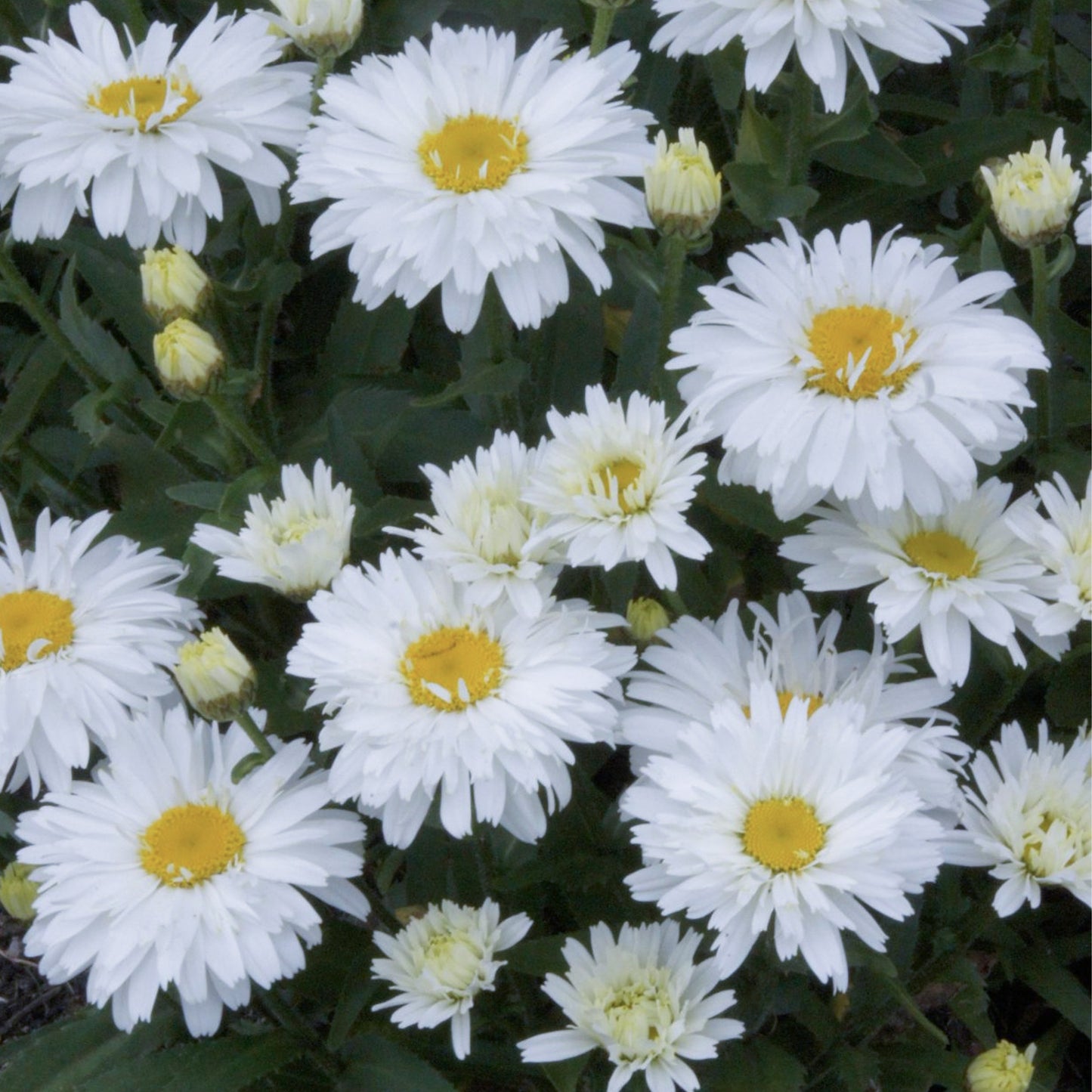 Leucanthemum Freak