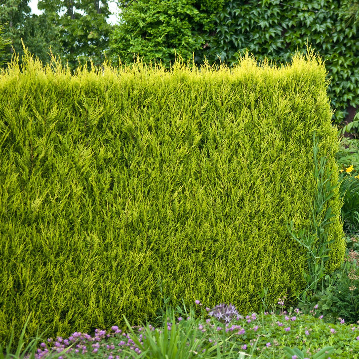 Leylandii Gold -Master-