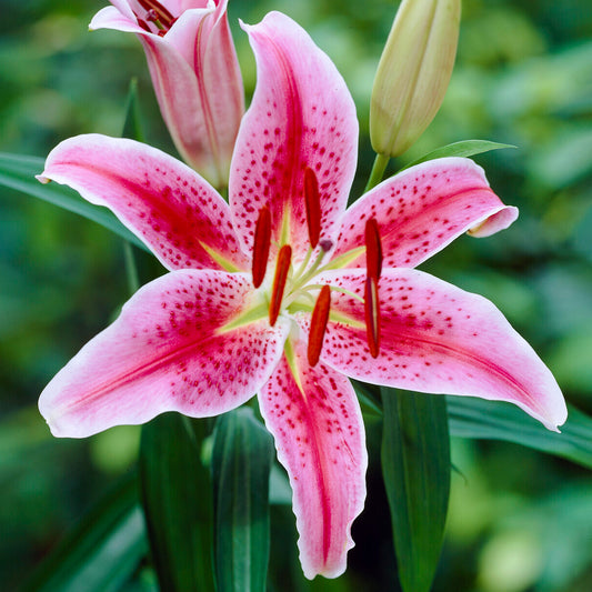 Lilies Stargazer -MASTER-