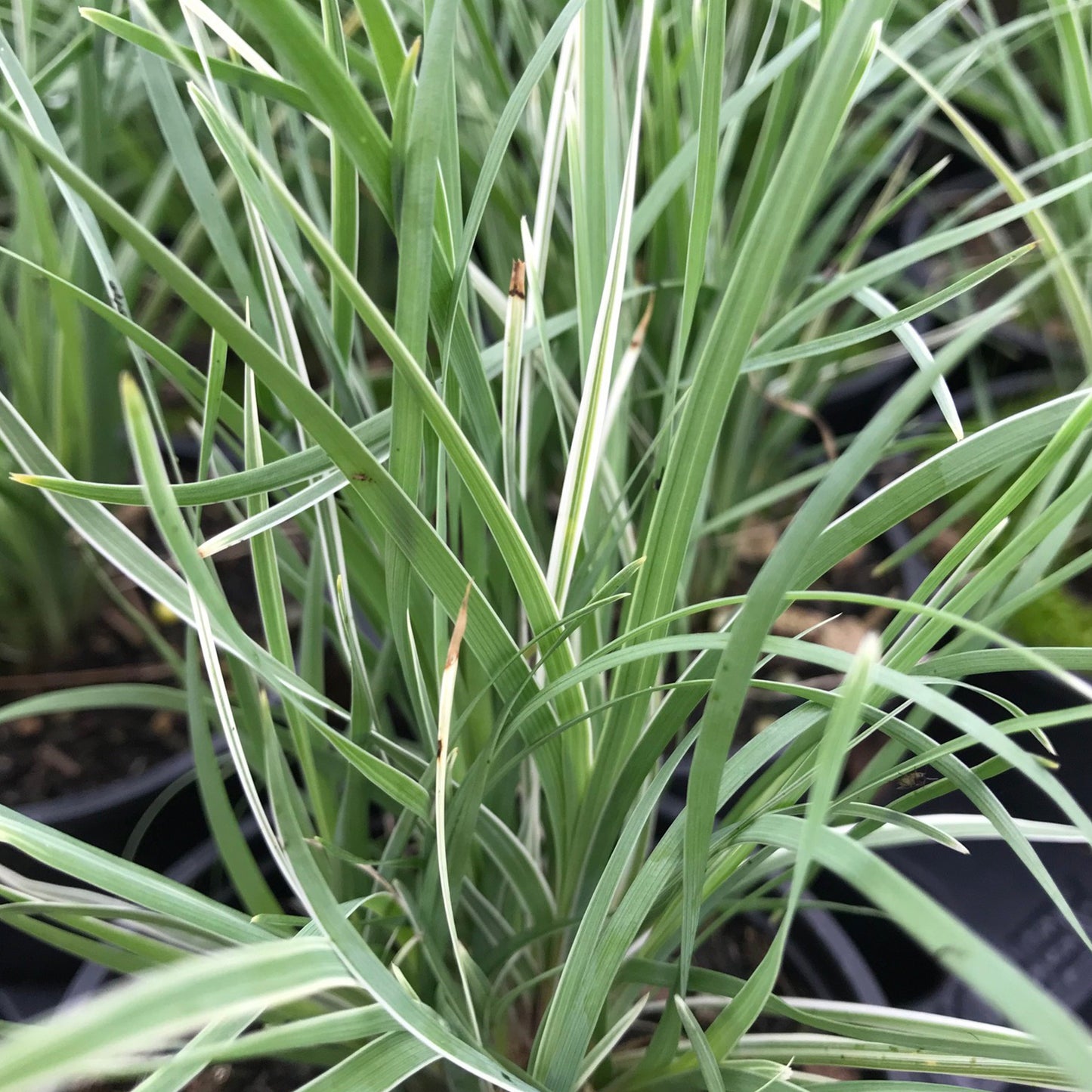 Lomandra Arctic Frost