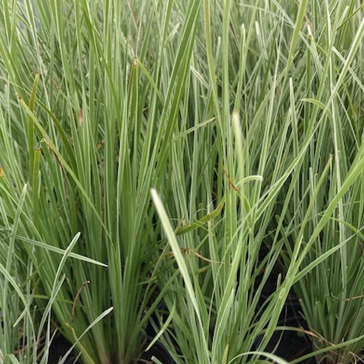 Lomandra Arctic Frost