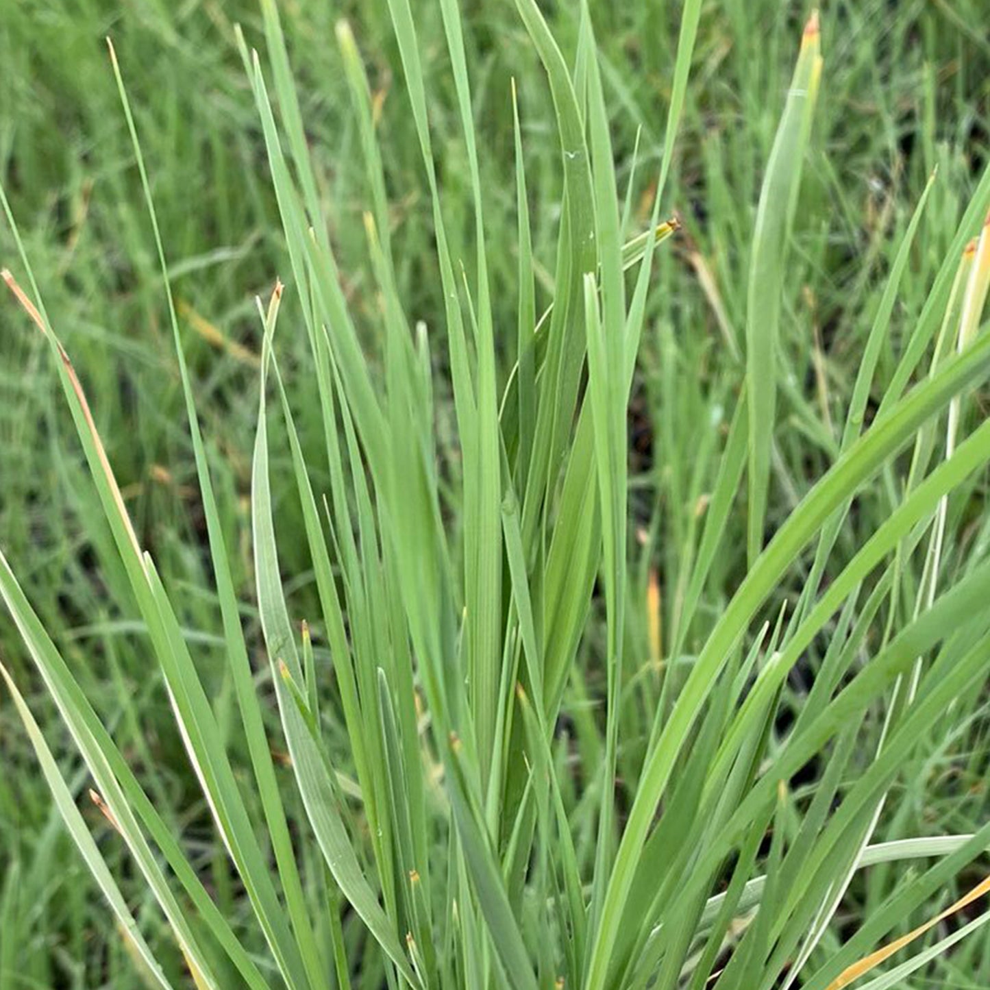 Lomandra Arctic Frost