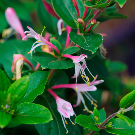 Lonicera Red World
