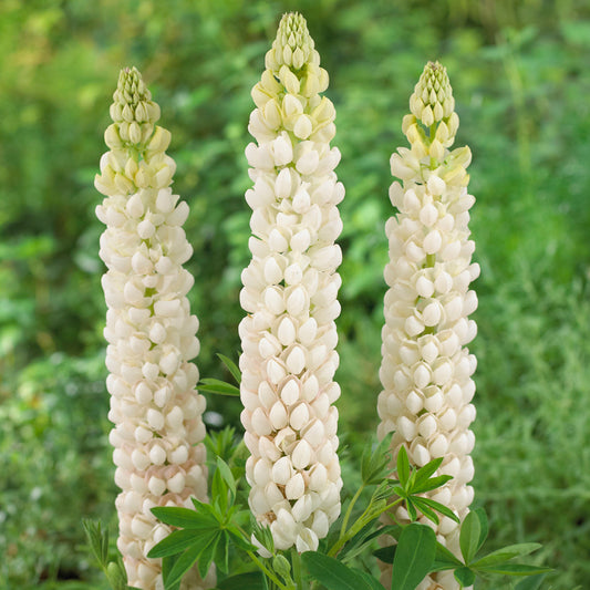 Lupin Polar Princess