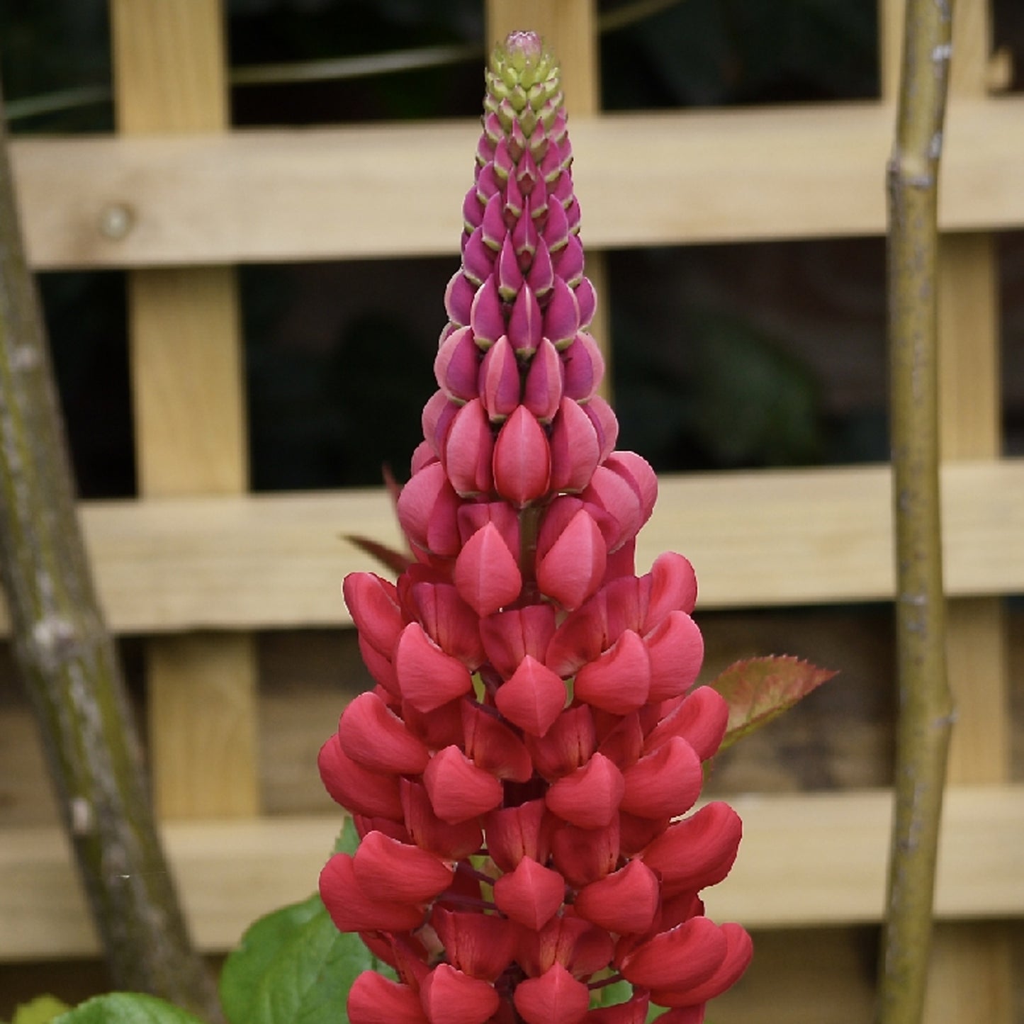 Lupin Beefeater