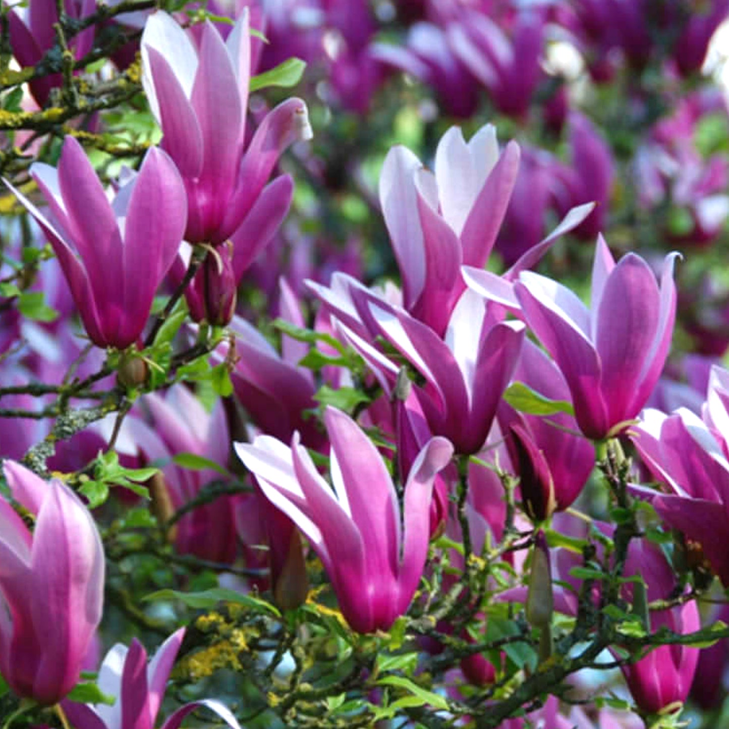 Magnolia Nigra