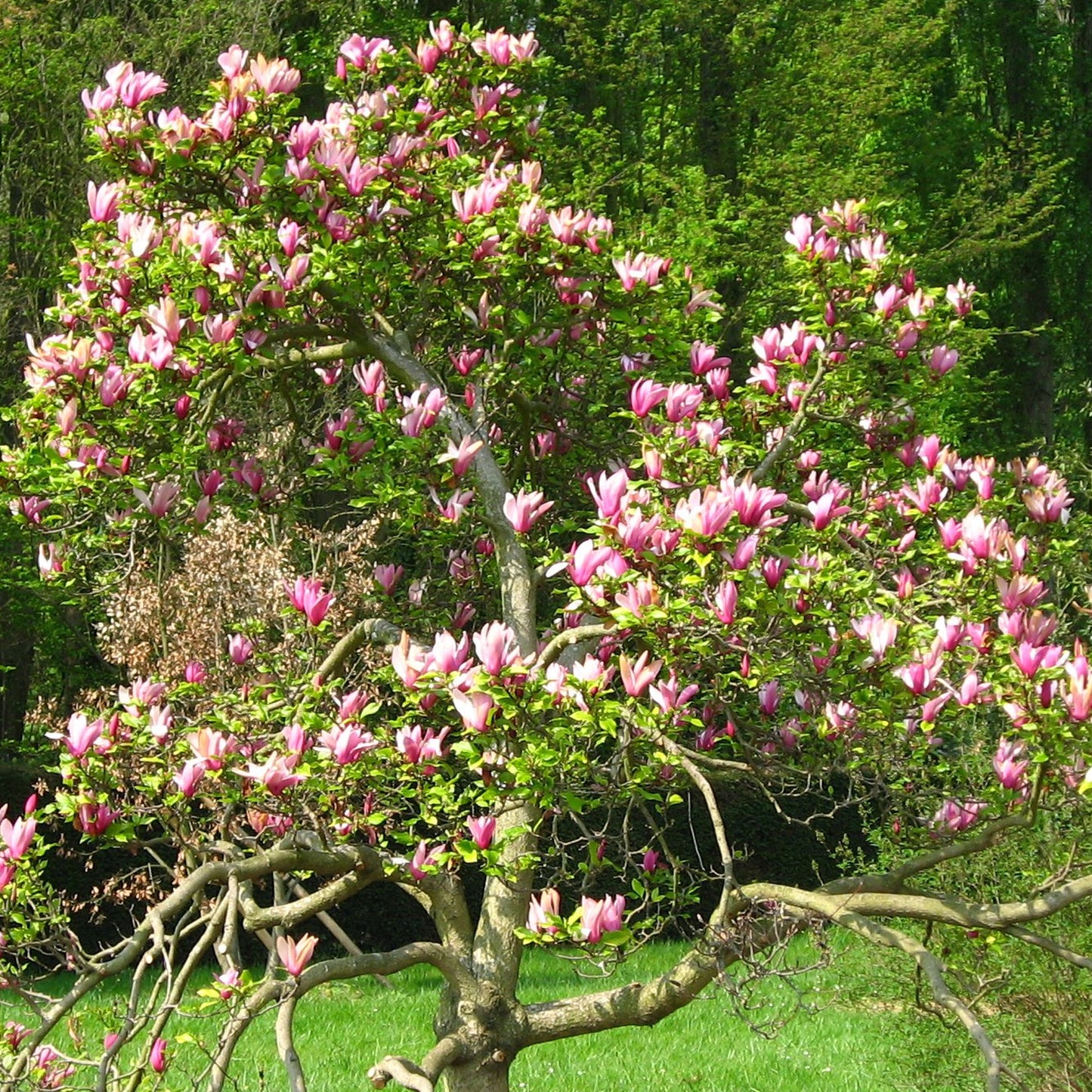 Magnolia Nigra