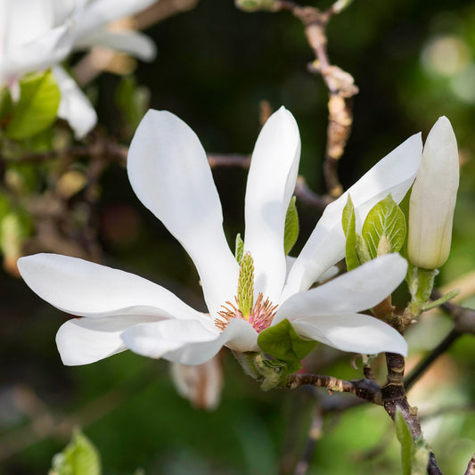Magnolia Alba Superba
