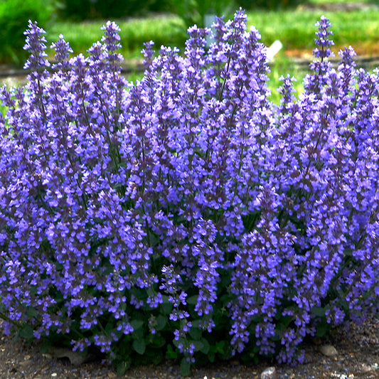 9cm pot (15-30cm)