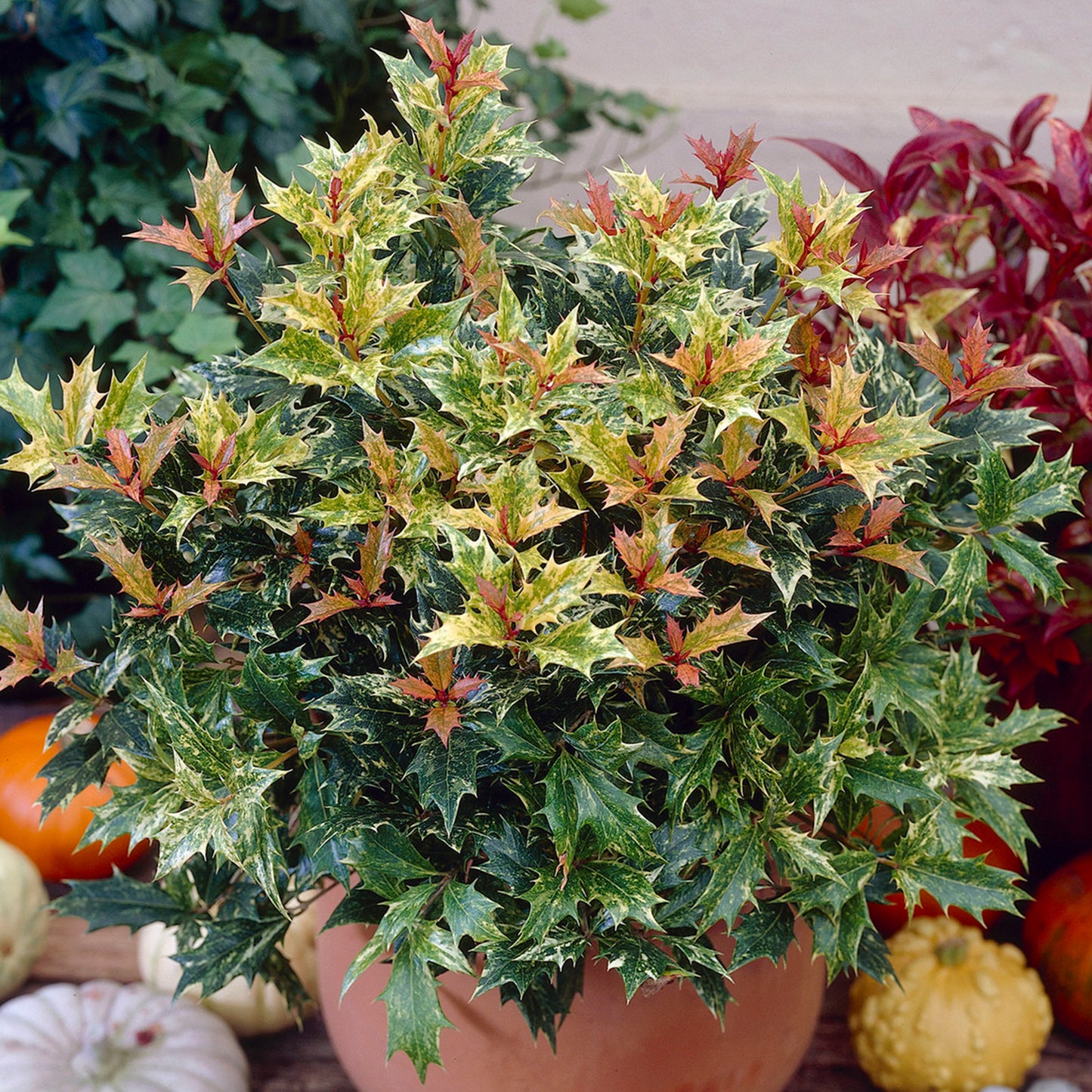 Osmanthus Tricolour