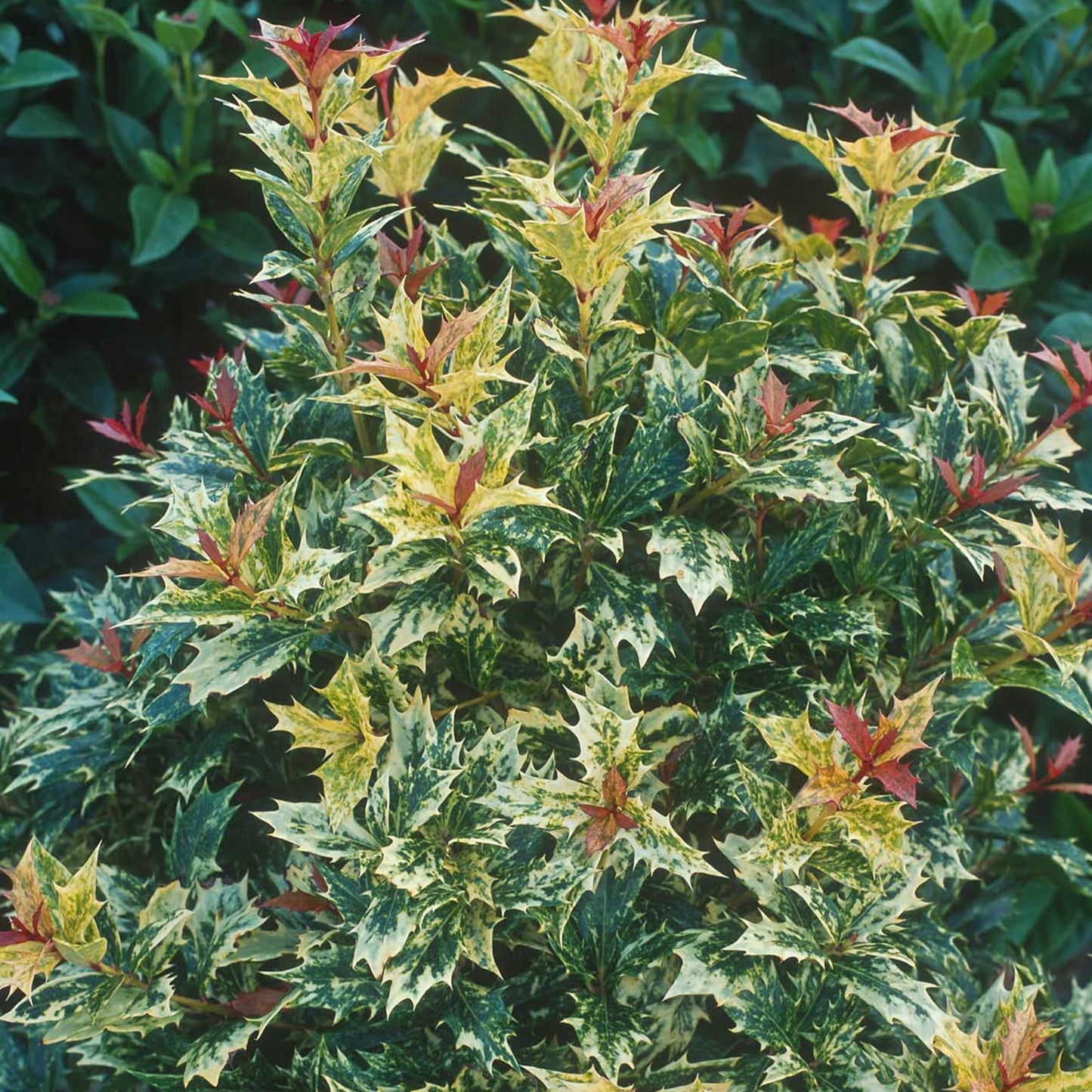 Osmanthus Tricolour