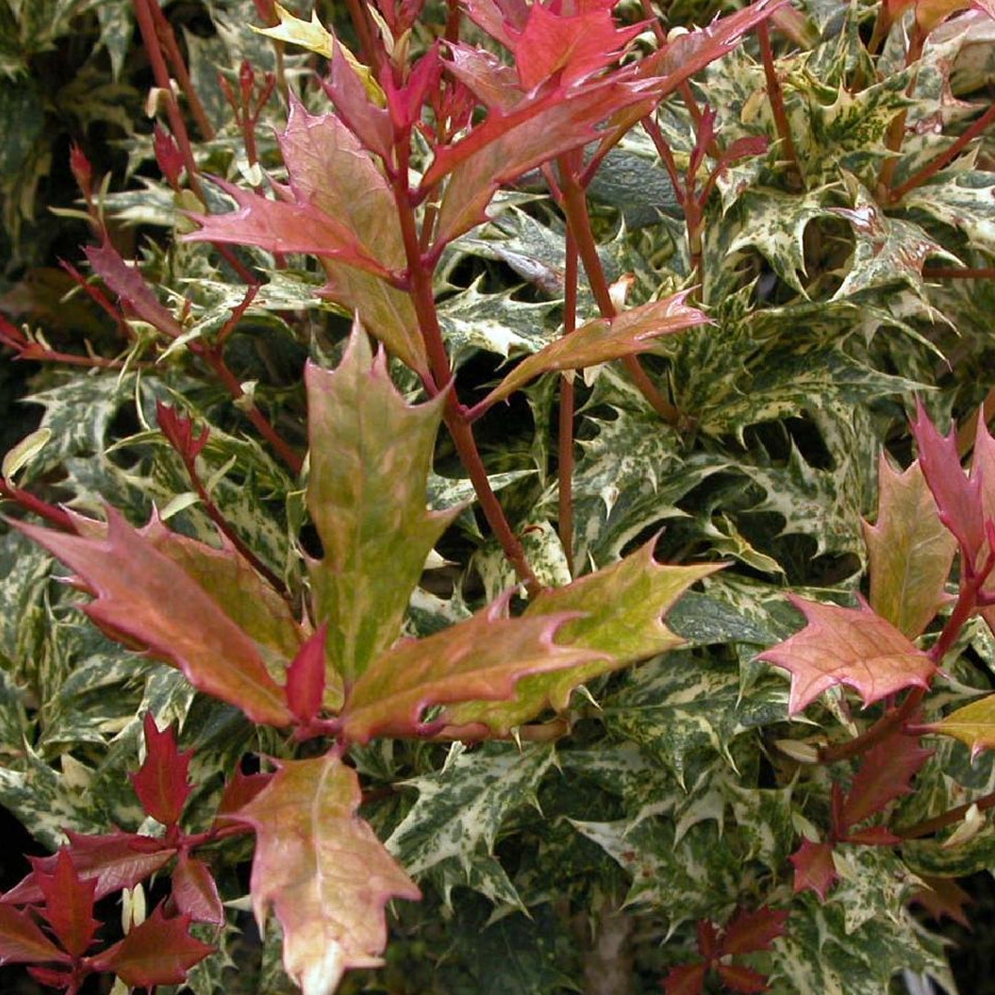 Osmanthus Tricolour