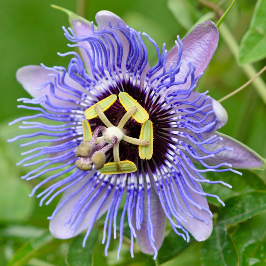 Passiflora Amethyst