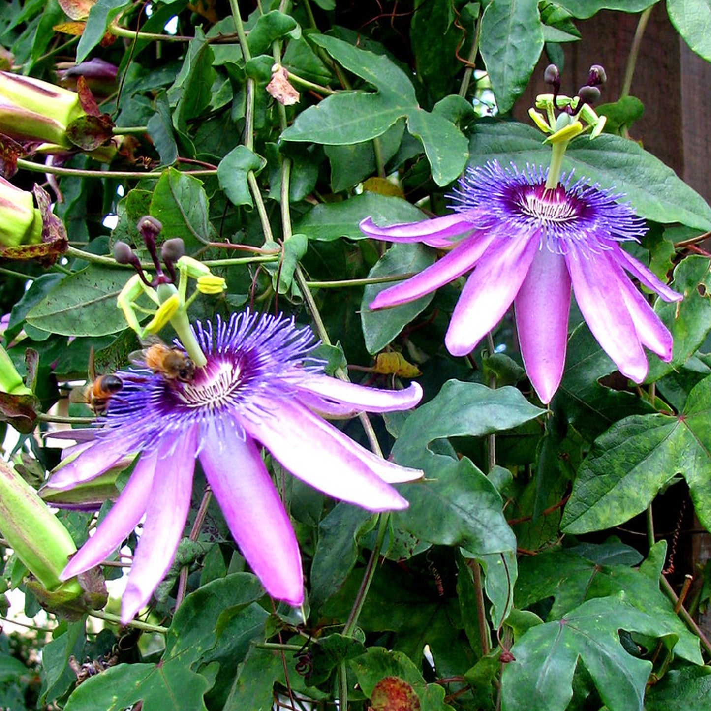 Passiflora Amethyst