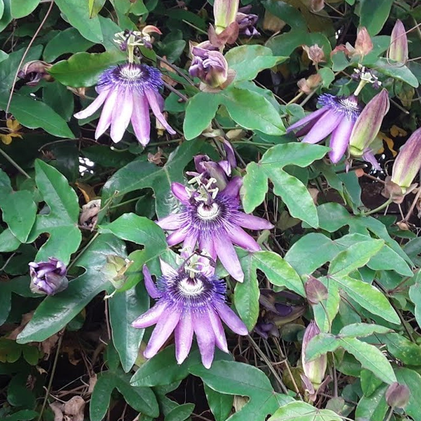 Passiflora Amethyst