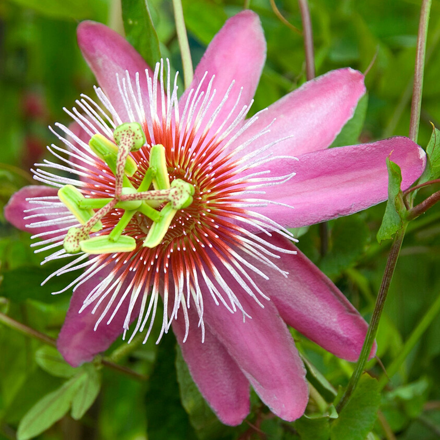 Passiflora Anastasia