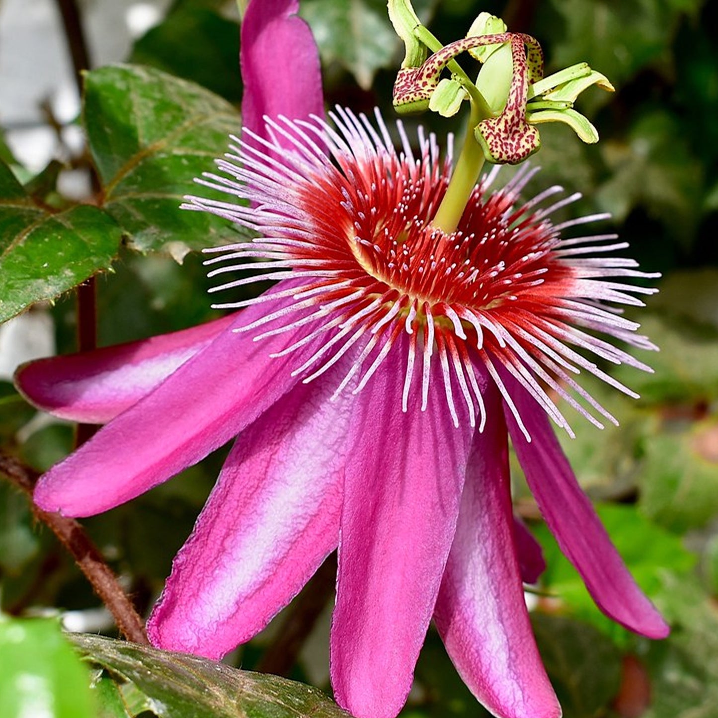 Passiflora Anastasia