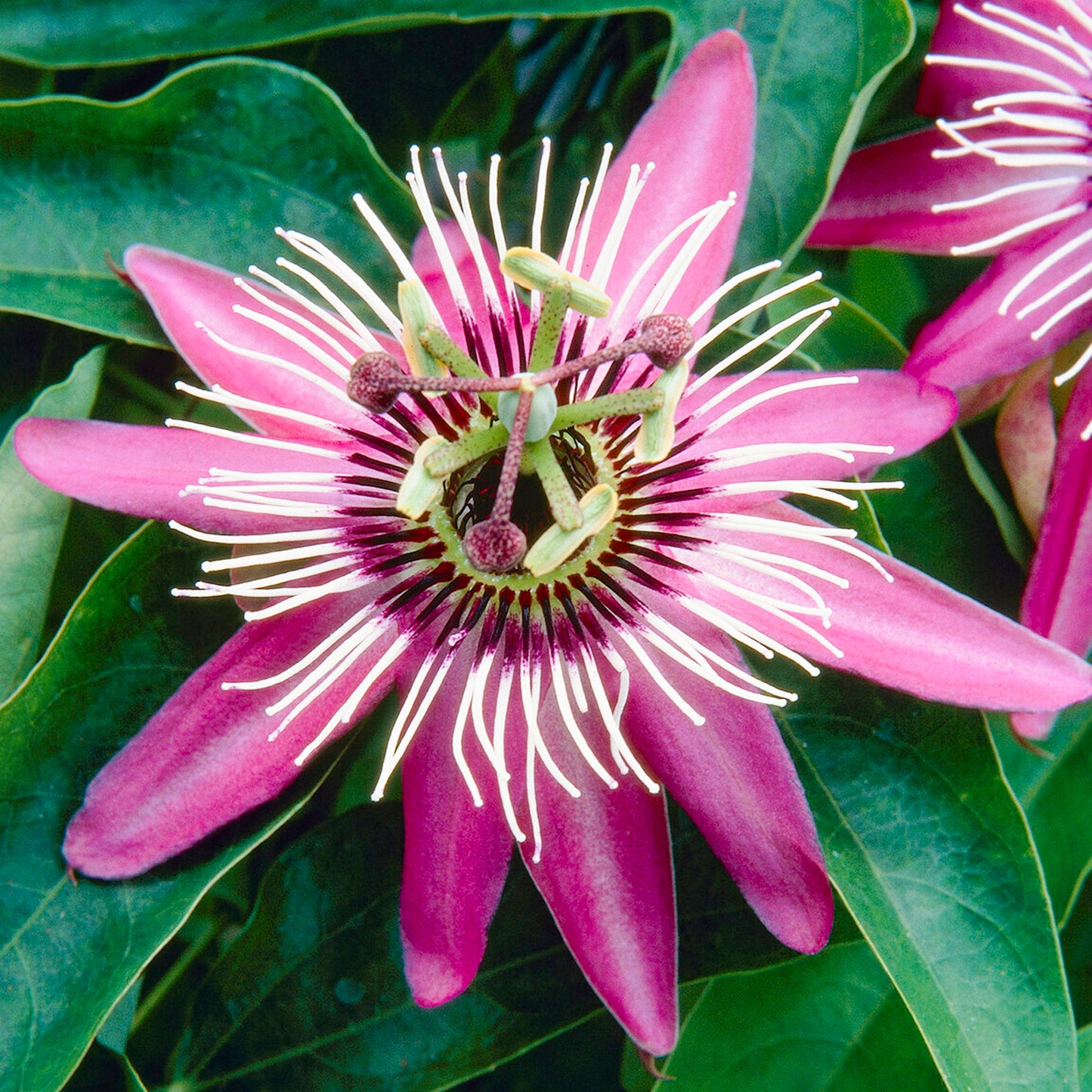 Passiflora Victoria