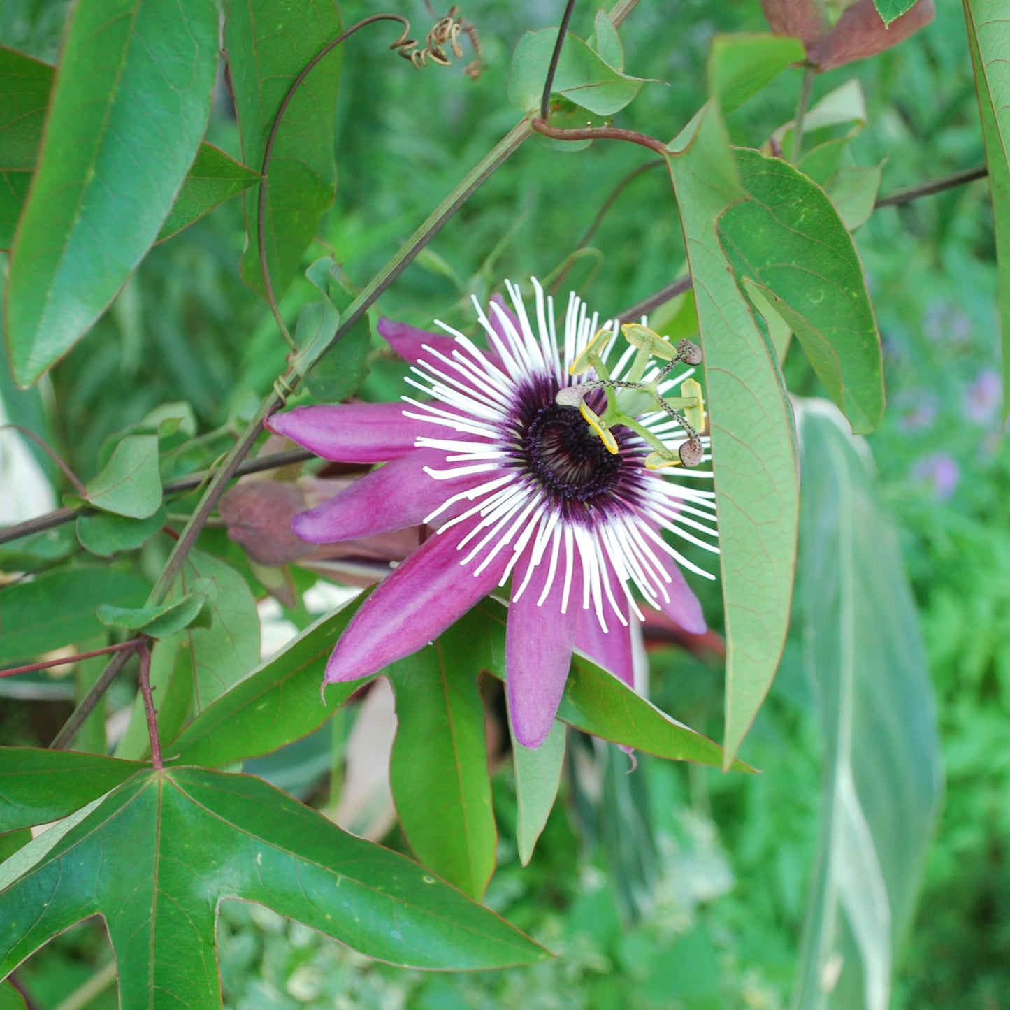 Passiflora Victoria