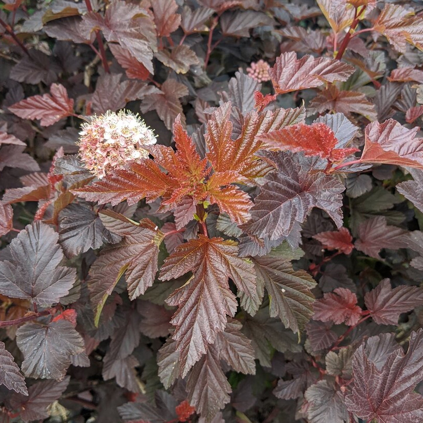 Physocarpus Brown Sugar