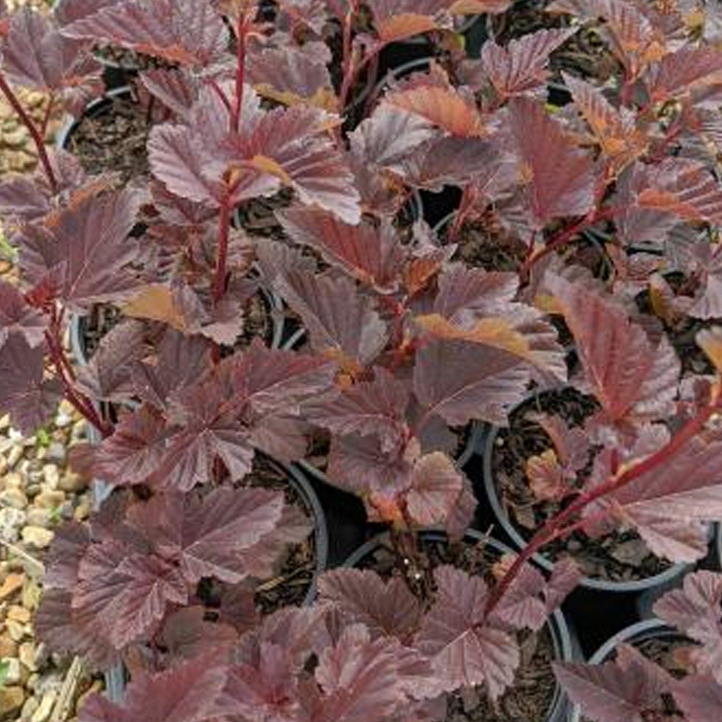 Physocarpus Brown Sugar