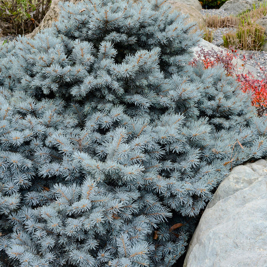 Picea Sanders Blue