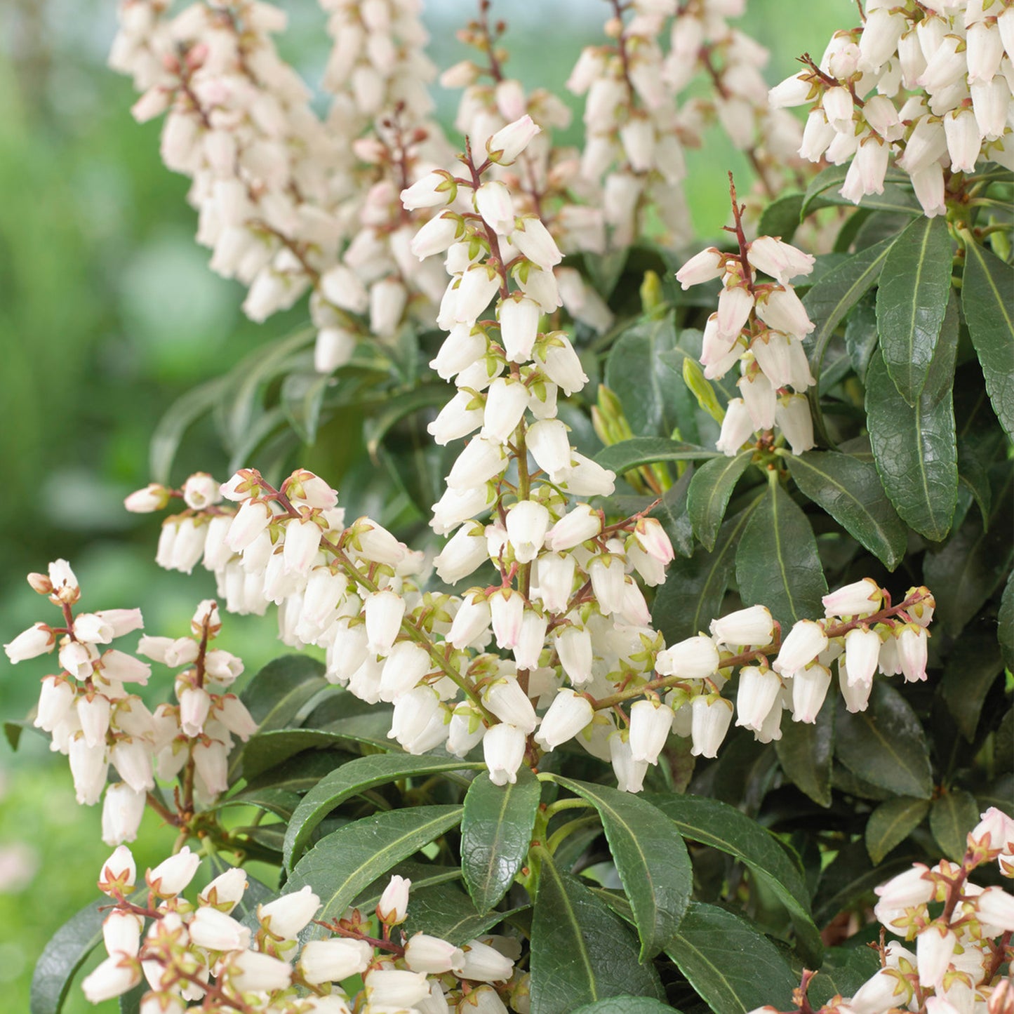 Pieris Bonfire