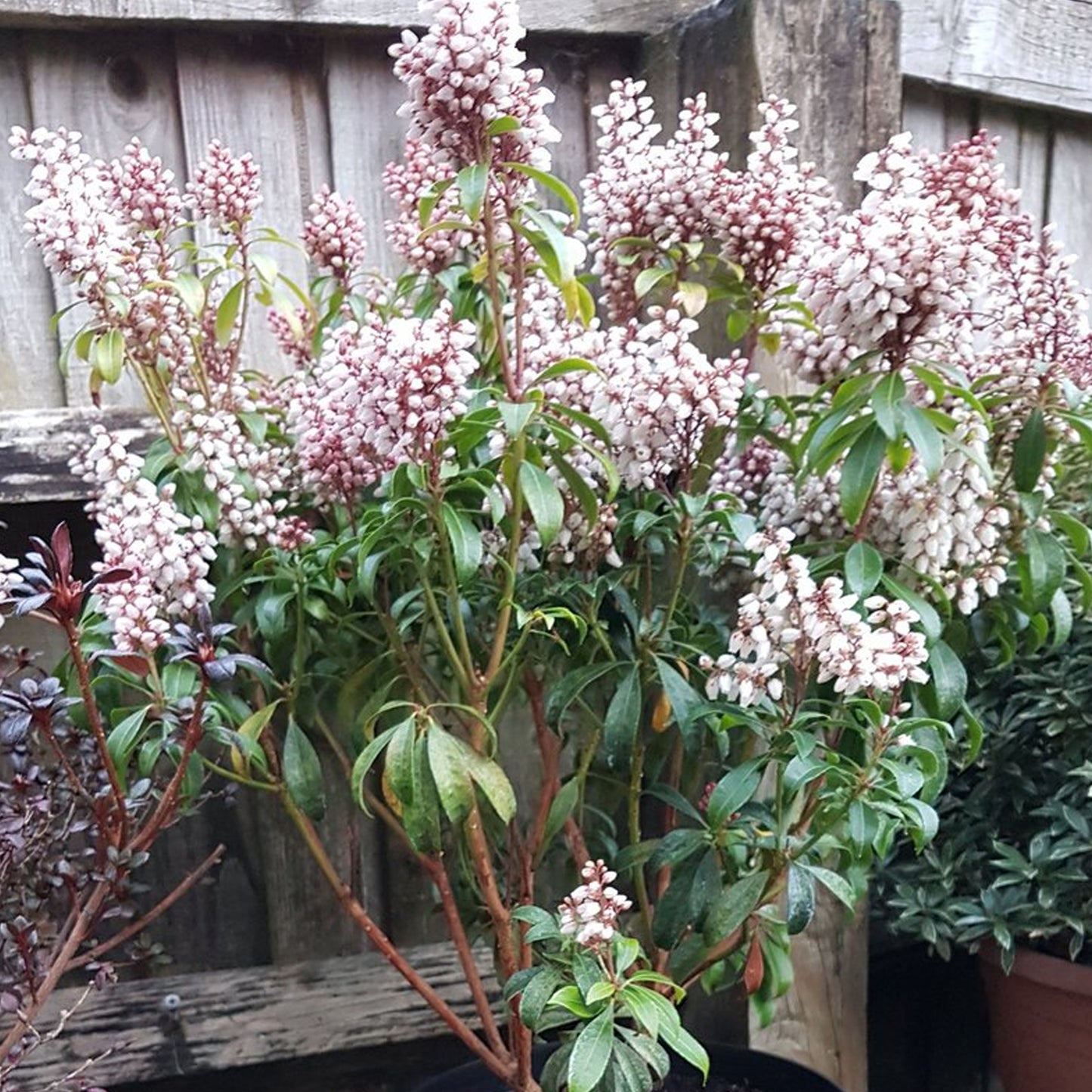 Pieris Bonfire