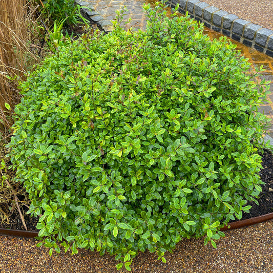Pittosporum Midget
