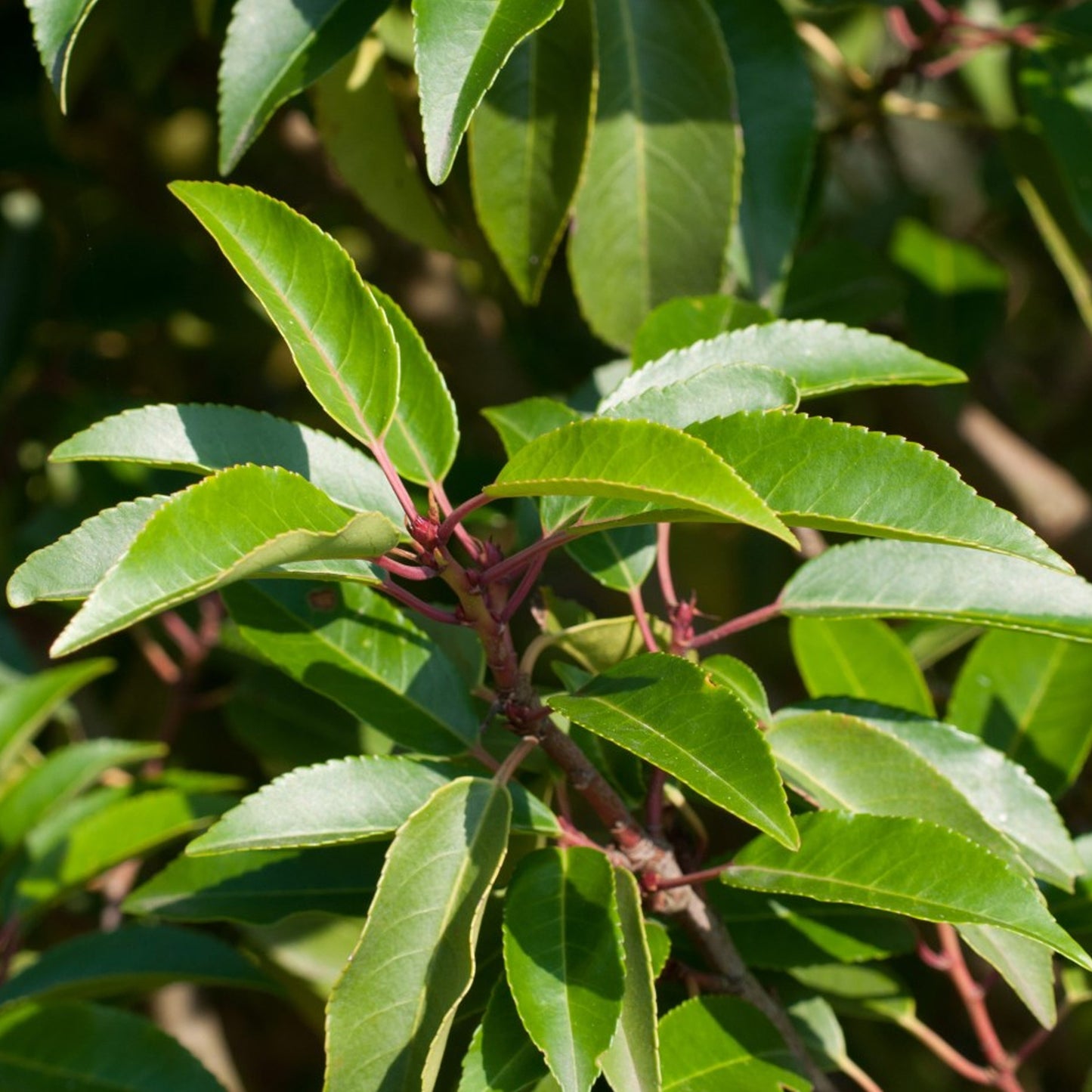 Prunus Angustifolia