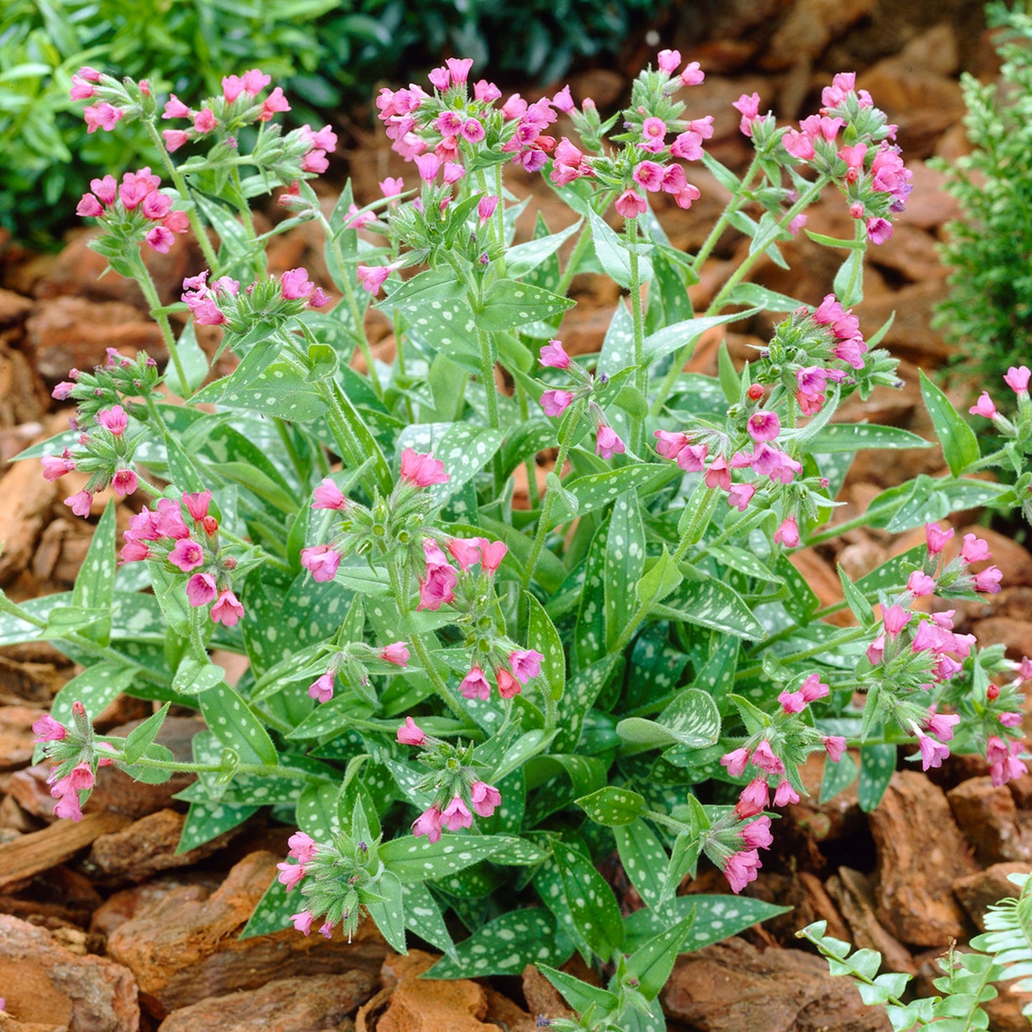 Pulmonaria Raspberry Splash