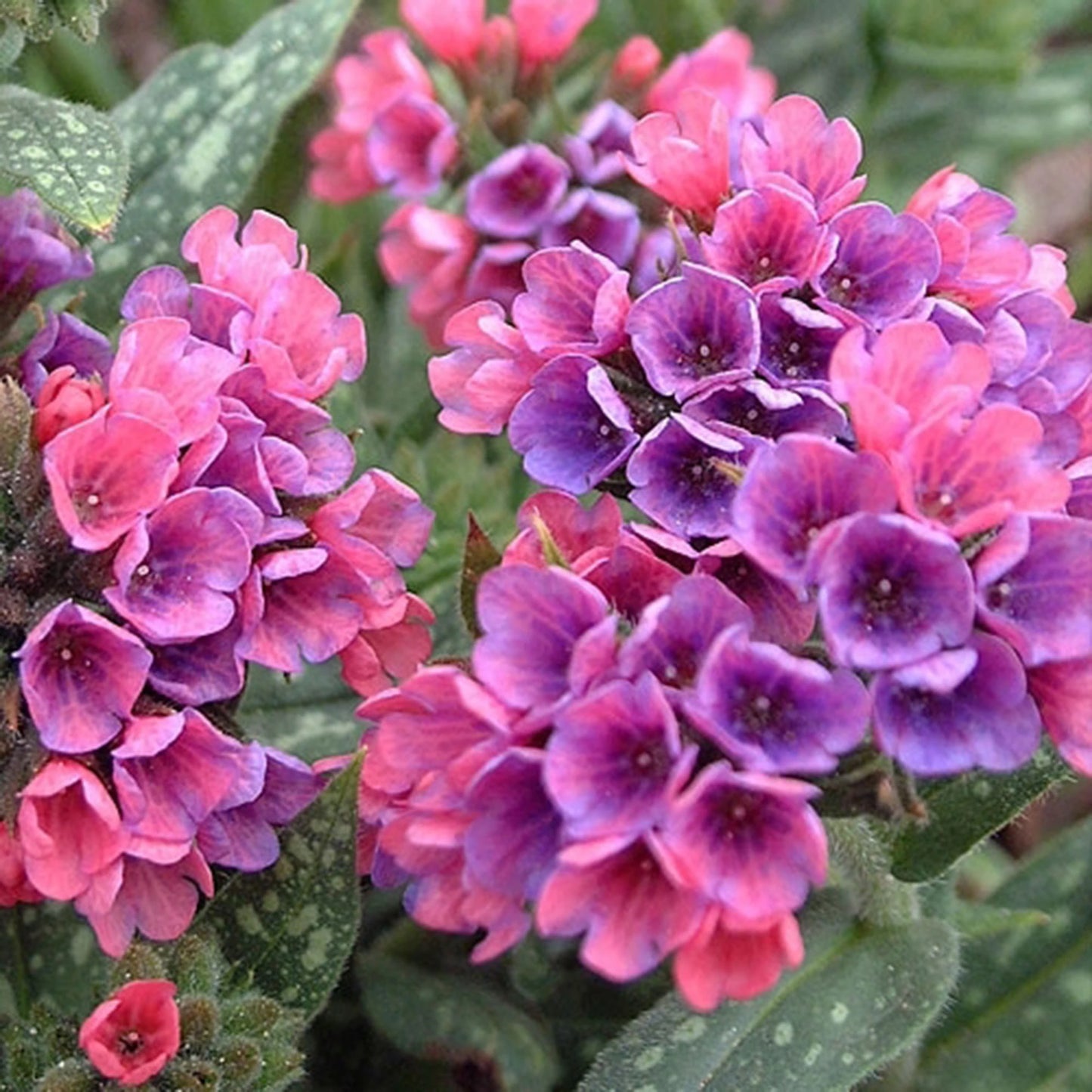 Pulmonaria Raspberry Splash