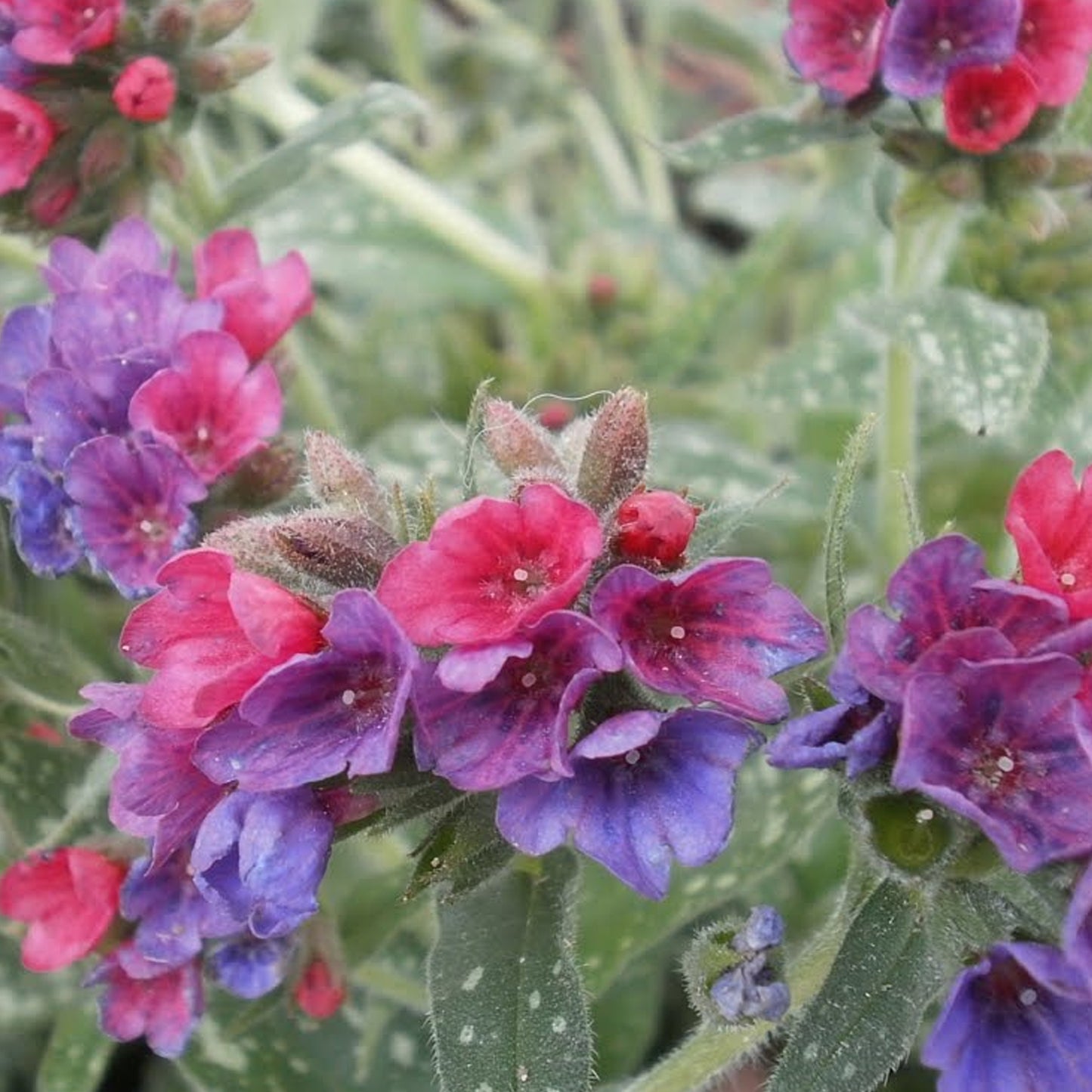 Pulmonaria Raspberry Splash