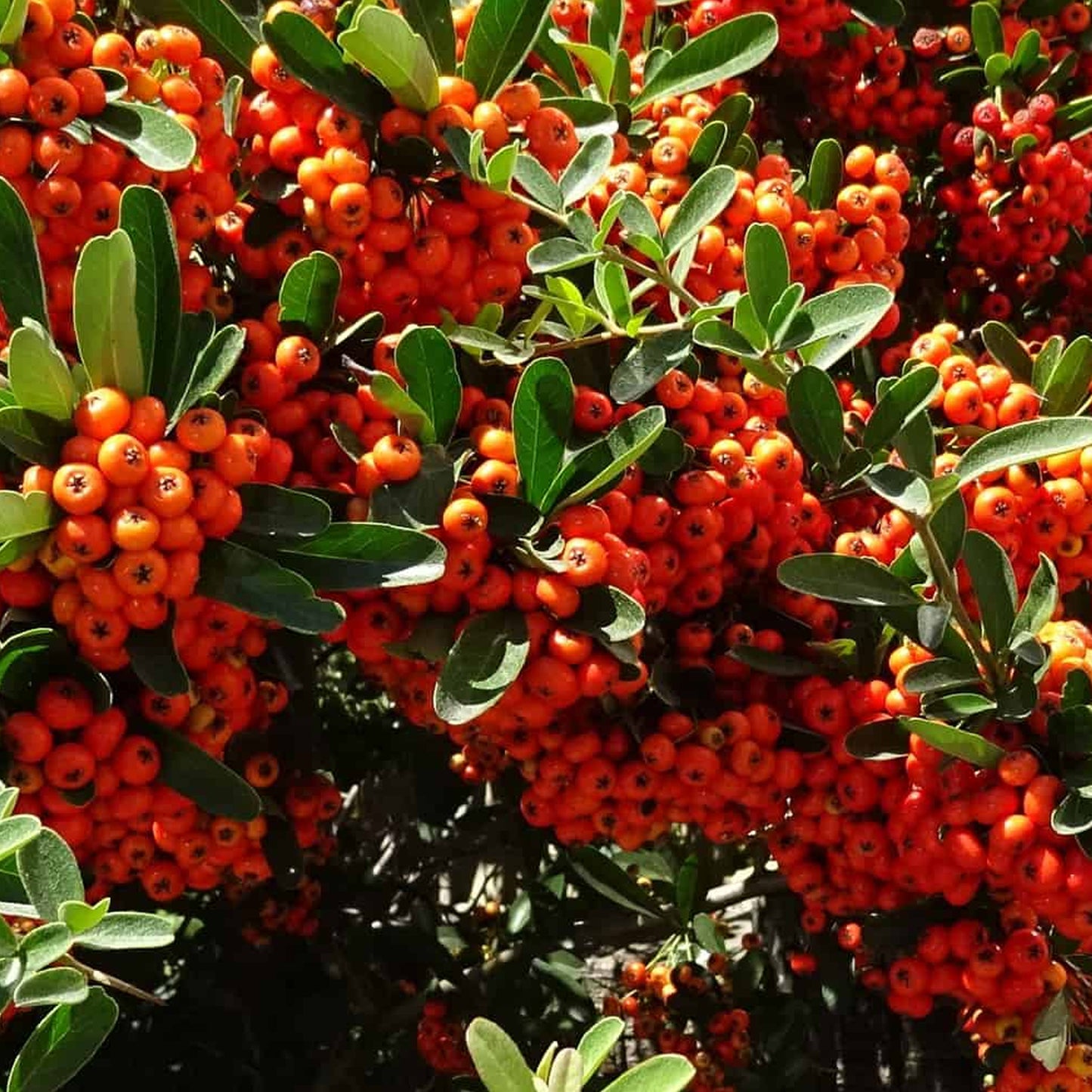EU Pyracantha Mohave