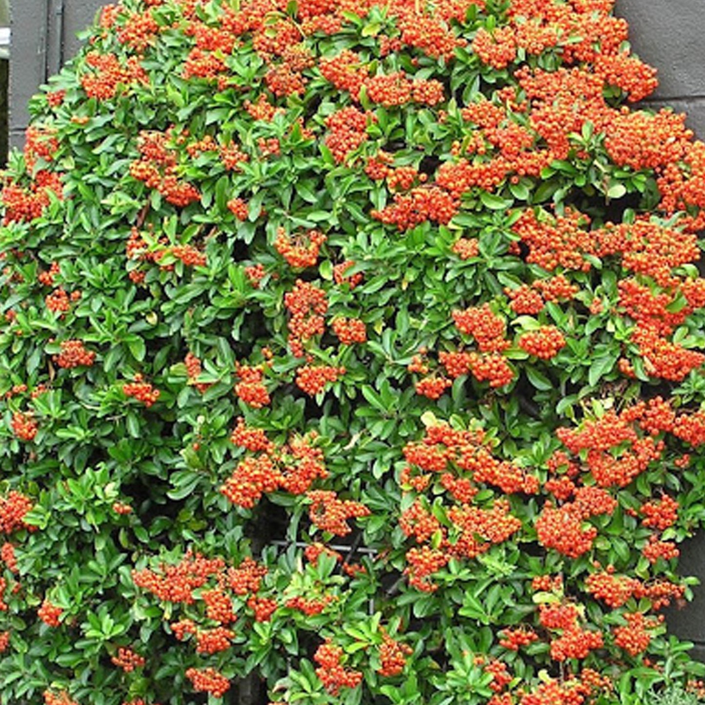 EU Pyracantha Mohave