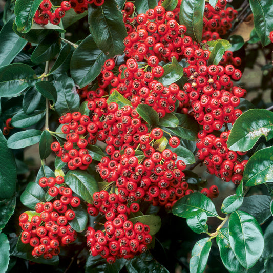 Pyracantha Mohave