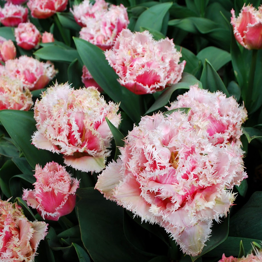 Tulip Queensland -MASTER-